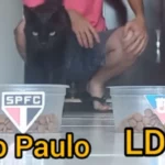 São Paulo ou LDU? Gatinho vidente prevê quem avança na Sul-Americana