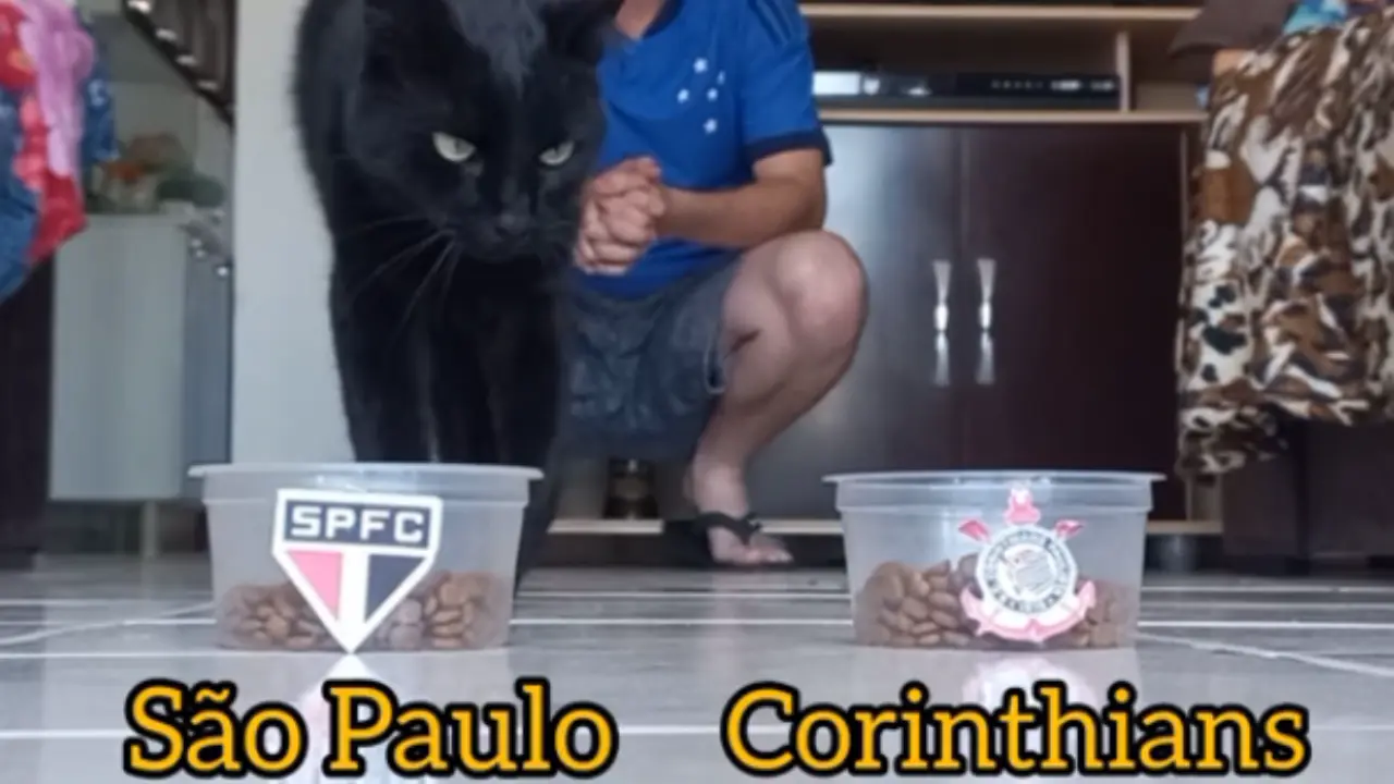 São Paulo ou Corinthians? Gatinho vidente prevê quem avança na Copa do Brasil