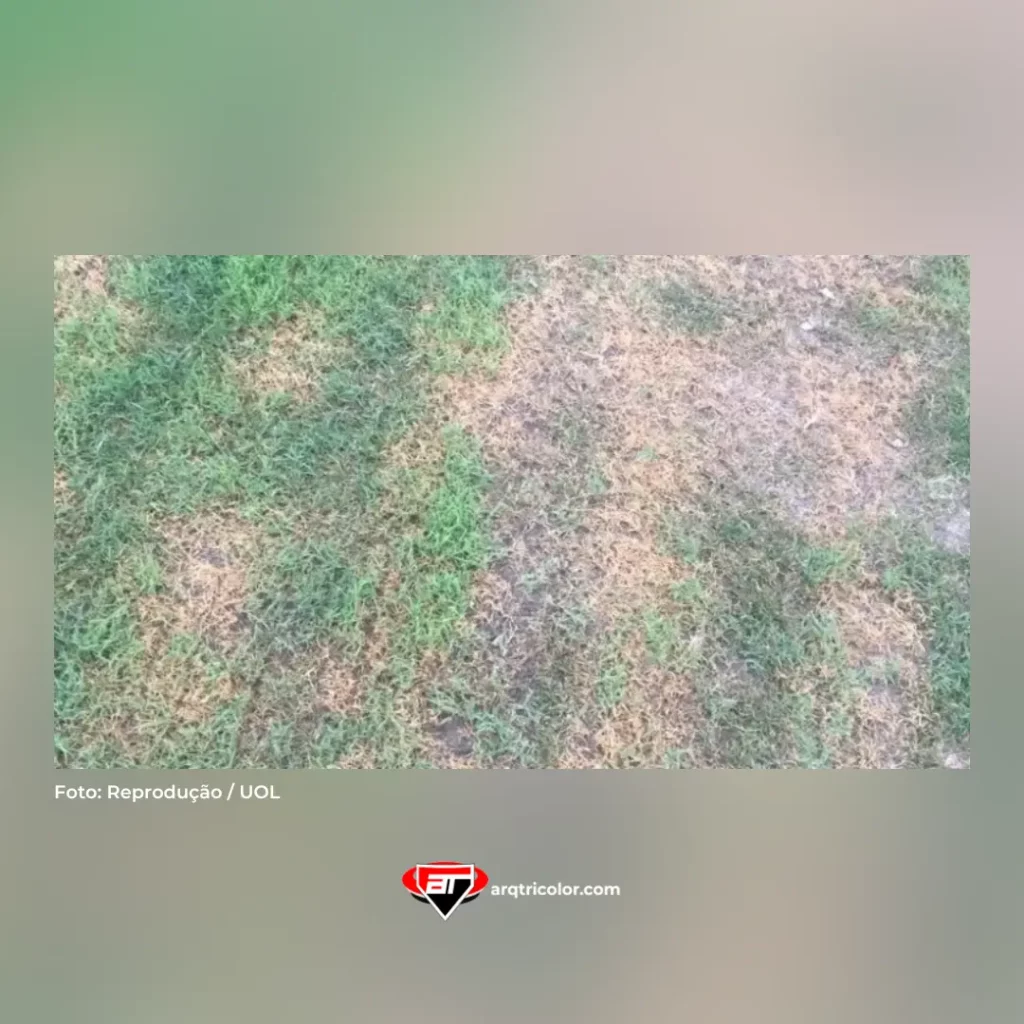 gramado morumbi | Arquibancada Tricolor